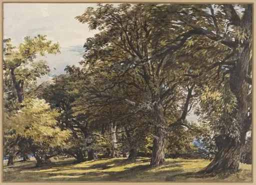 Study of Chestnut Trees