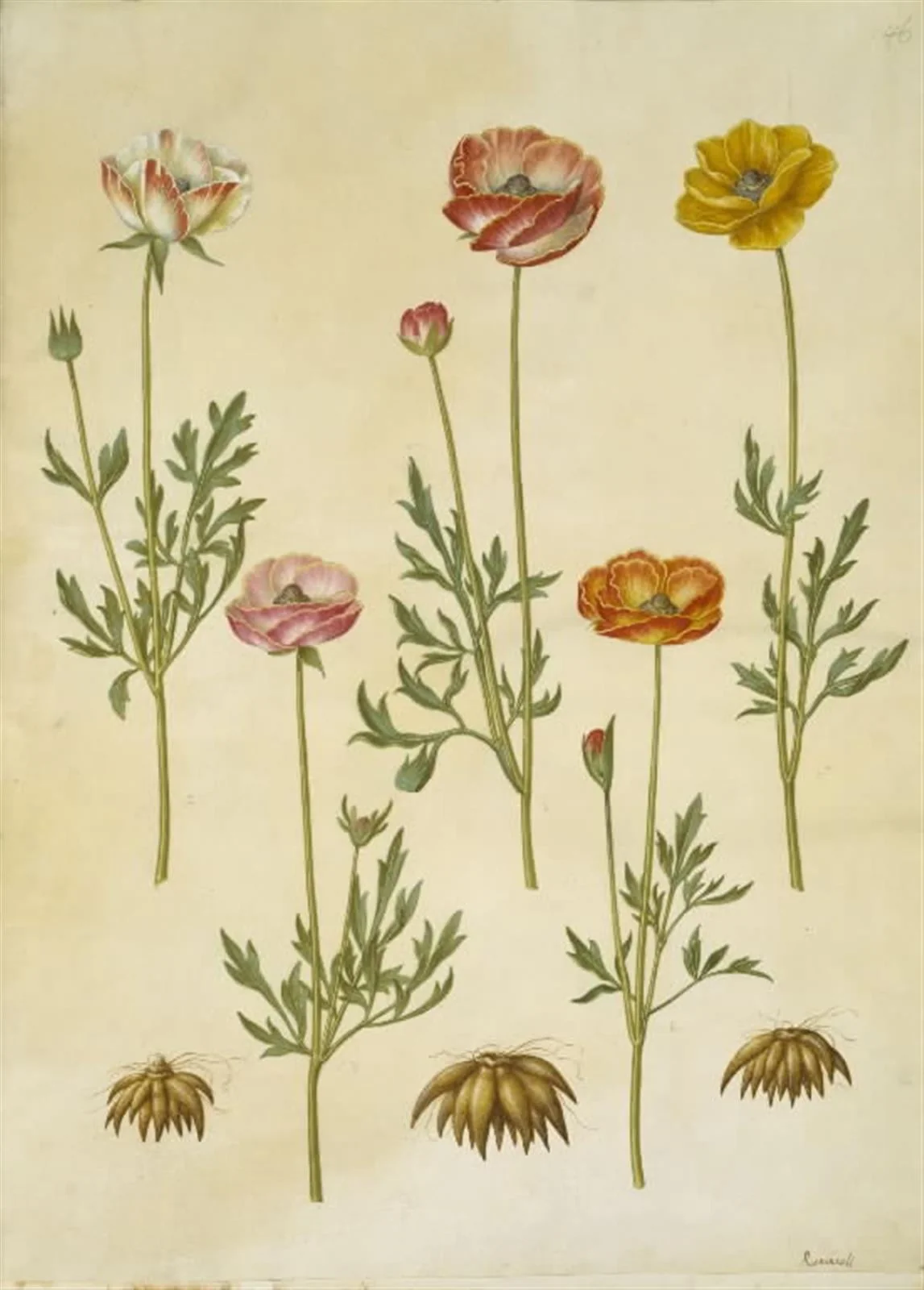Ranunculus asiaticus (have-ranunkel), by Unknown, unspecified, 1654