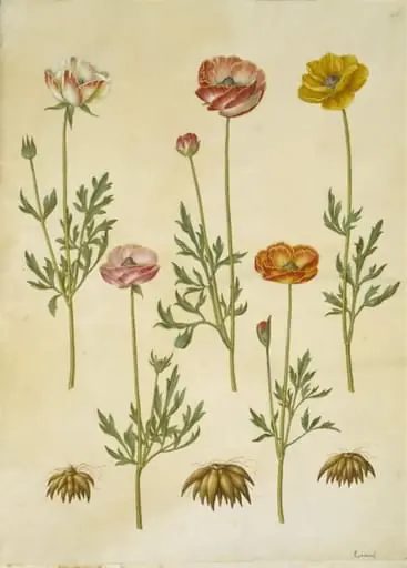 Ranunculus asiaticus (have-ranunkel)