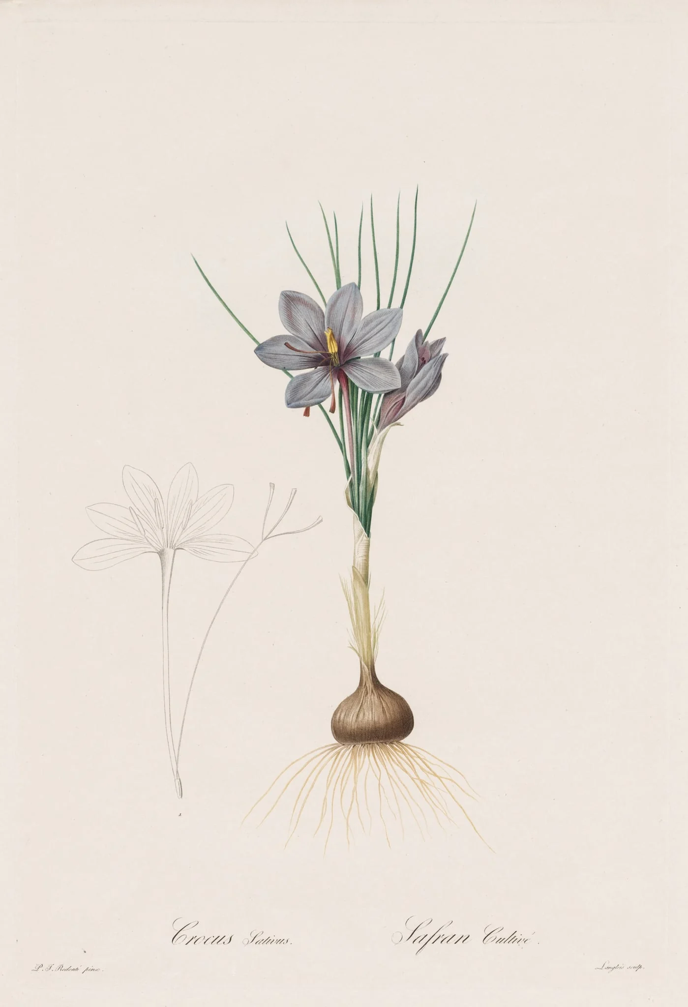 Les Liliacées:  Crocus Sativus, by Henry Joseph Redouté, 1809