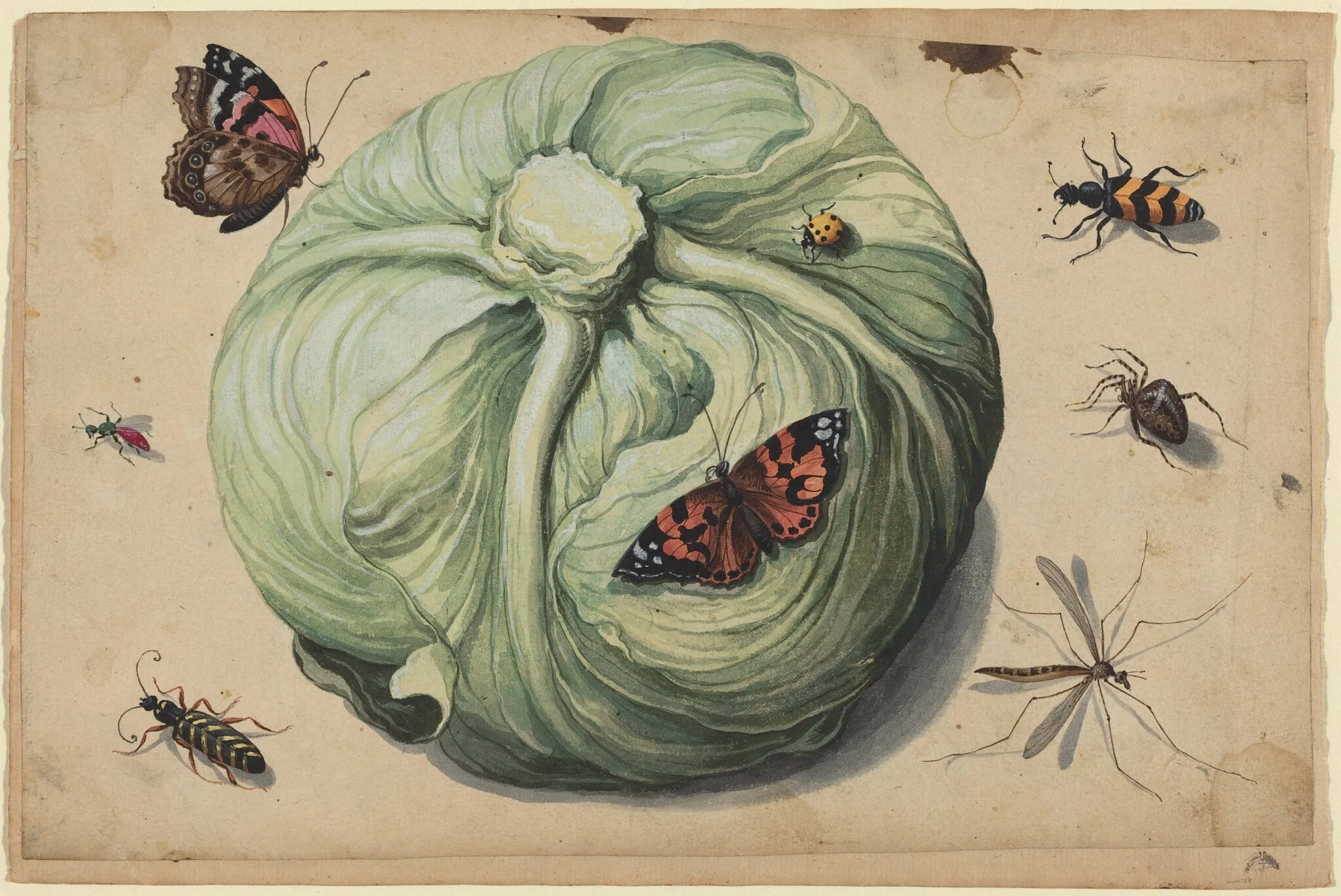 Head of Cabbage with Insects, by Netherlandish 17th Century, watercolor, 1601