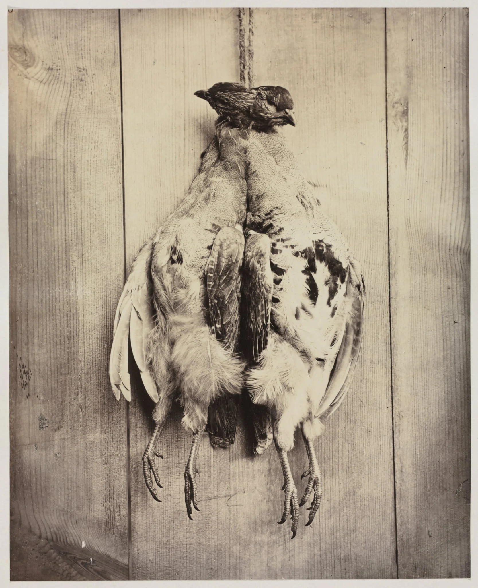 Partridges (recto), by Captain N. Baily, 1861