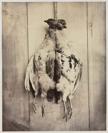 Partridges (recto)