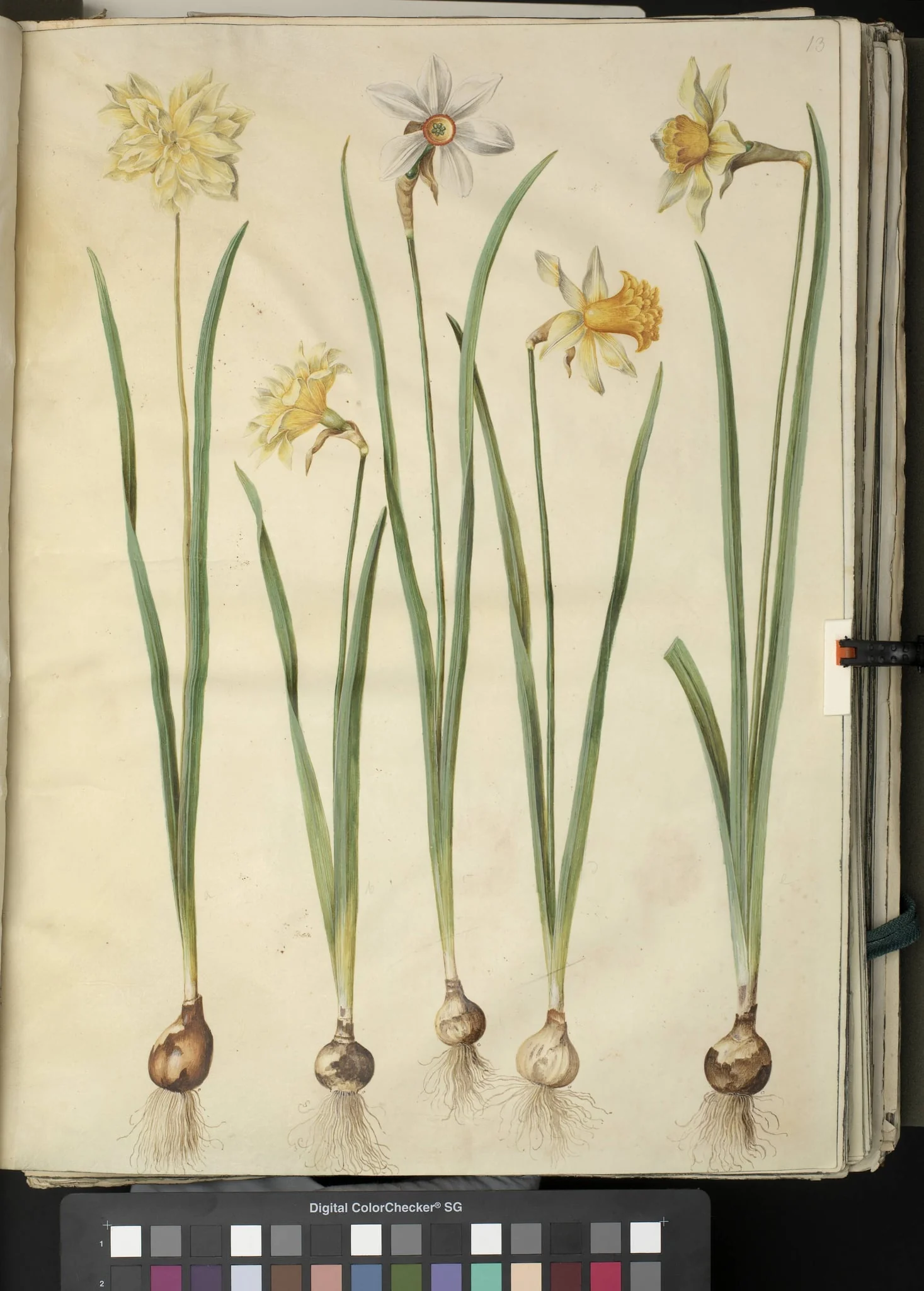Narcissus pseudonarcissus; Narcissus poeticus (pinselilje); Narcissus ×incomparabilis (have-narcis)