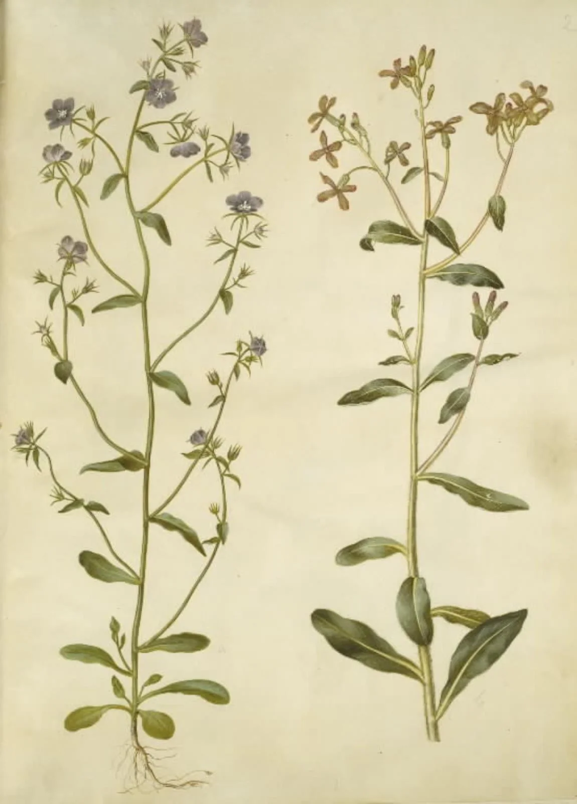 Legousia speculum-veneris (ægte venusspejl); Hesperis tristis (natviol)