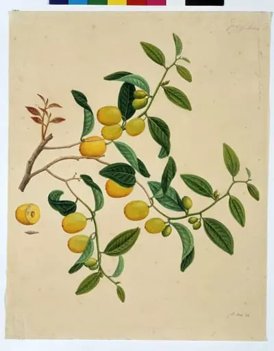 Chinese dates