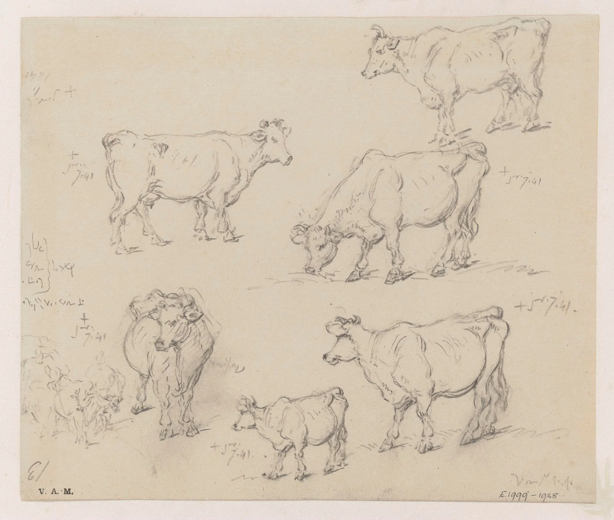 Drawings of cattle, by George Chinnery, 1
