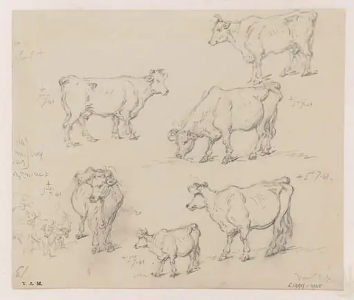 Drawings of cattle