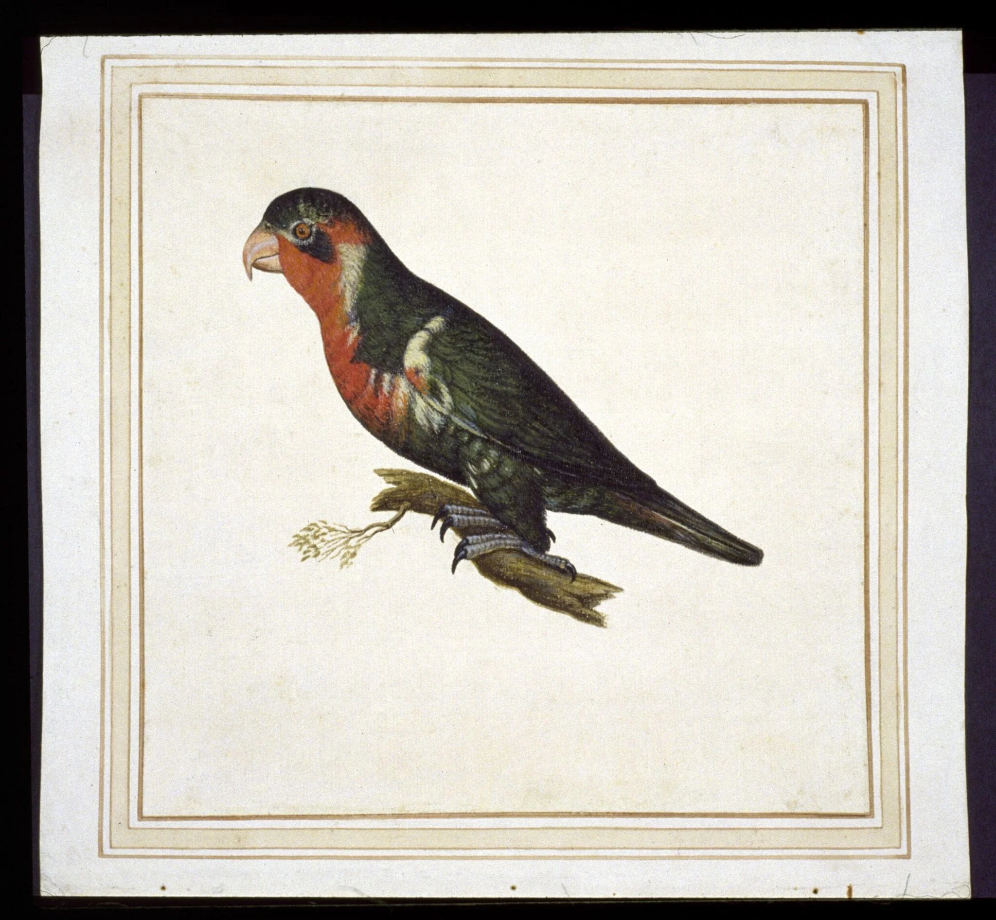 Possibly ornate lorikeet, Tricholglossus ornatus