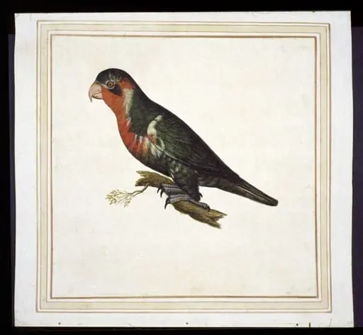 Possibly ornate lorikeet, Tricholglossus ornatus