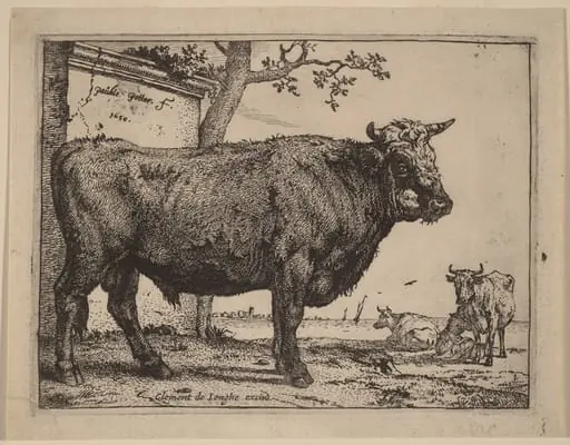 Bull