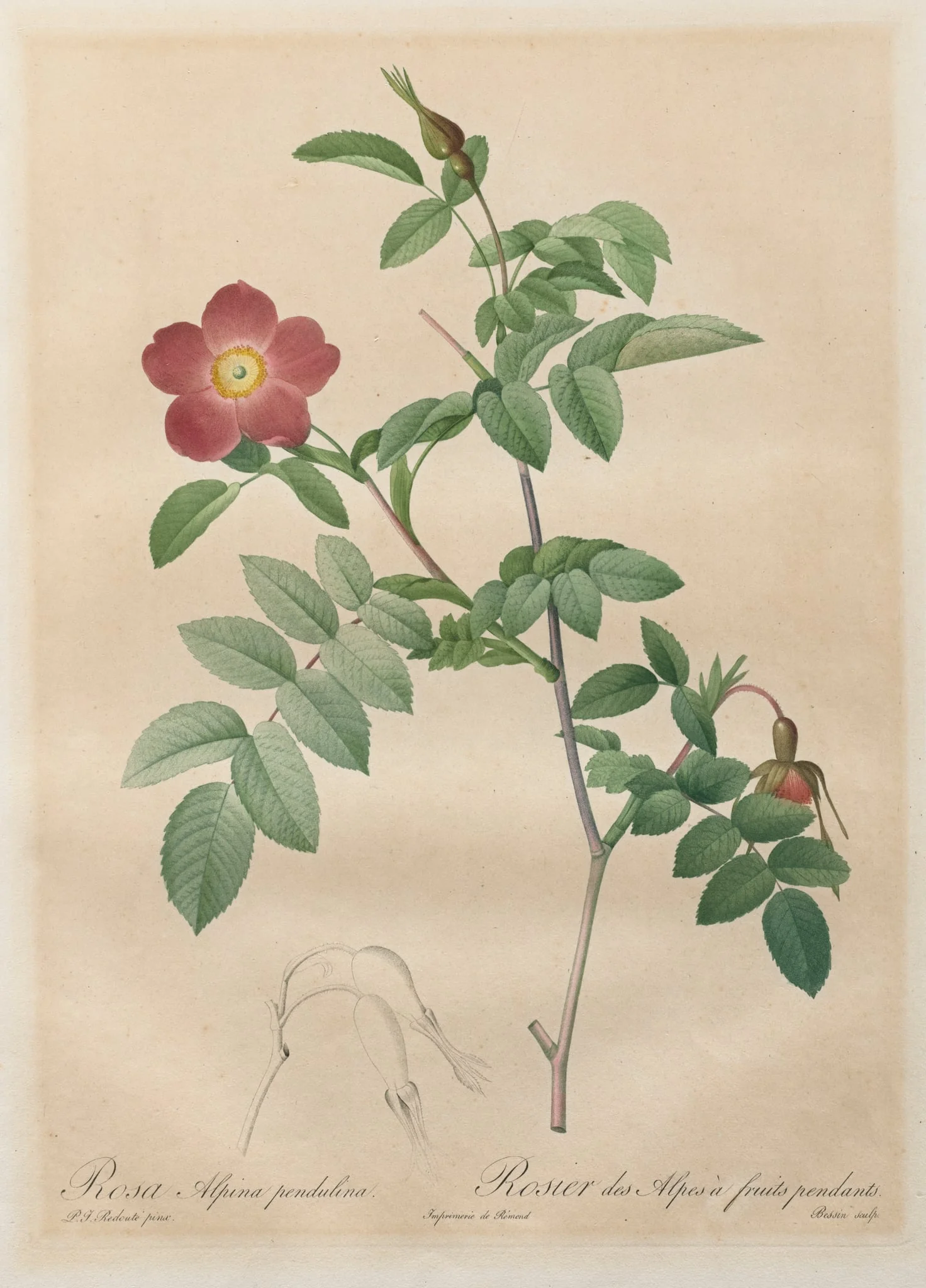 Les Roses:  Rosa alpina pendulina, by Henry Joseph Redouté, 1820