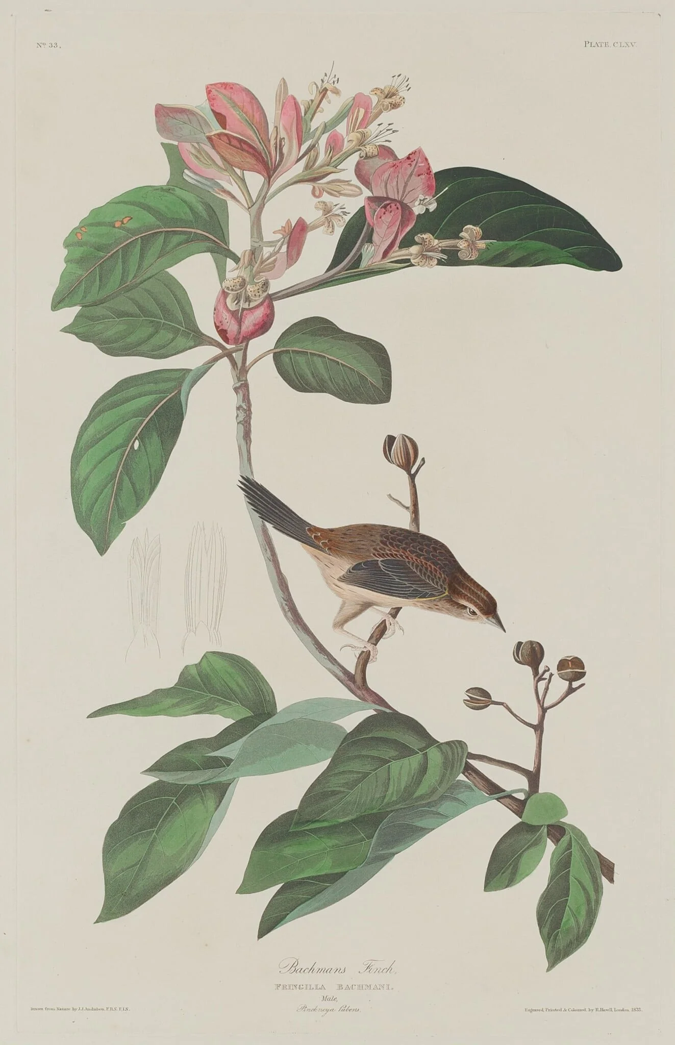 Bachmans Finch, by Robert Havell Jr., ink, 1833