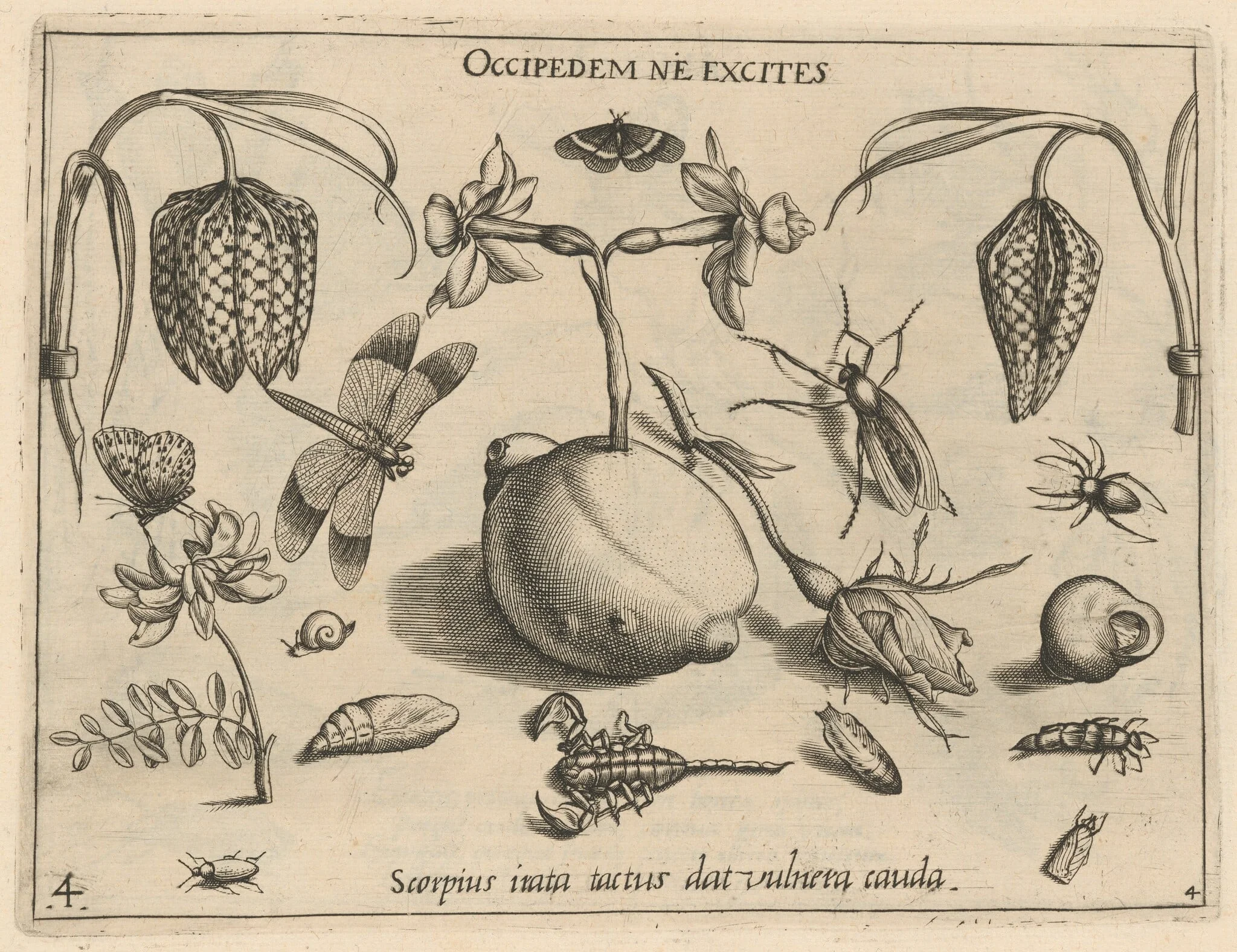 Archetypa studiaque patris Georgii Hoefnagelii [Part 4, Plate 4], by Jacob Hoefnagel, ink, 1592