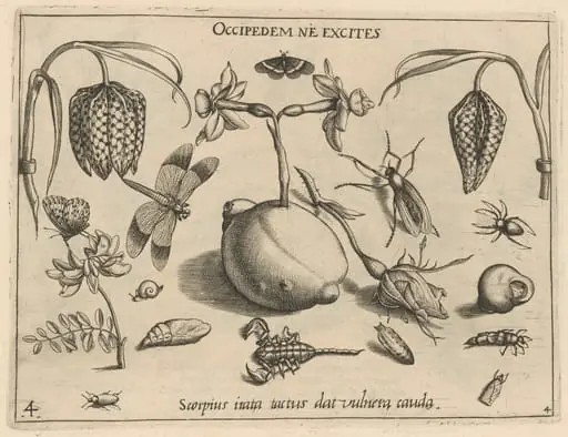 Archetypa studiaque patris Georgii Hoefnagelii [Part 4, Plate 4]