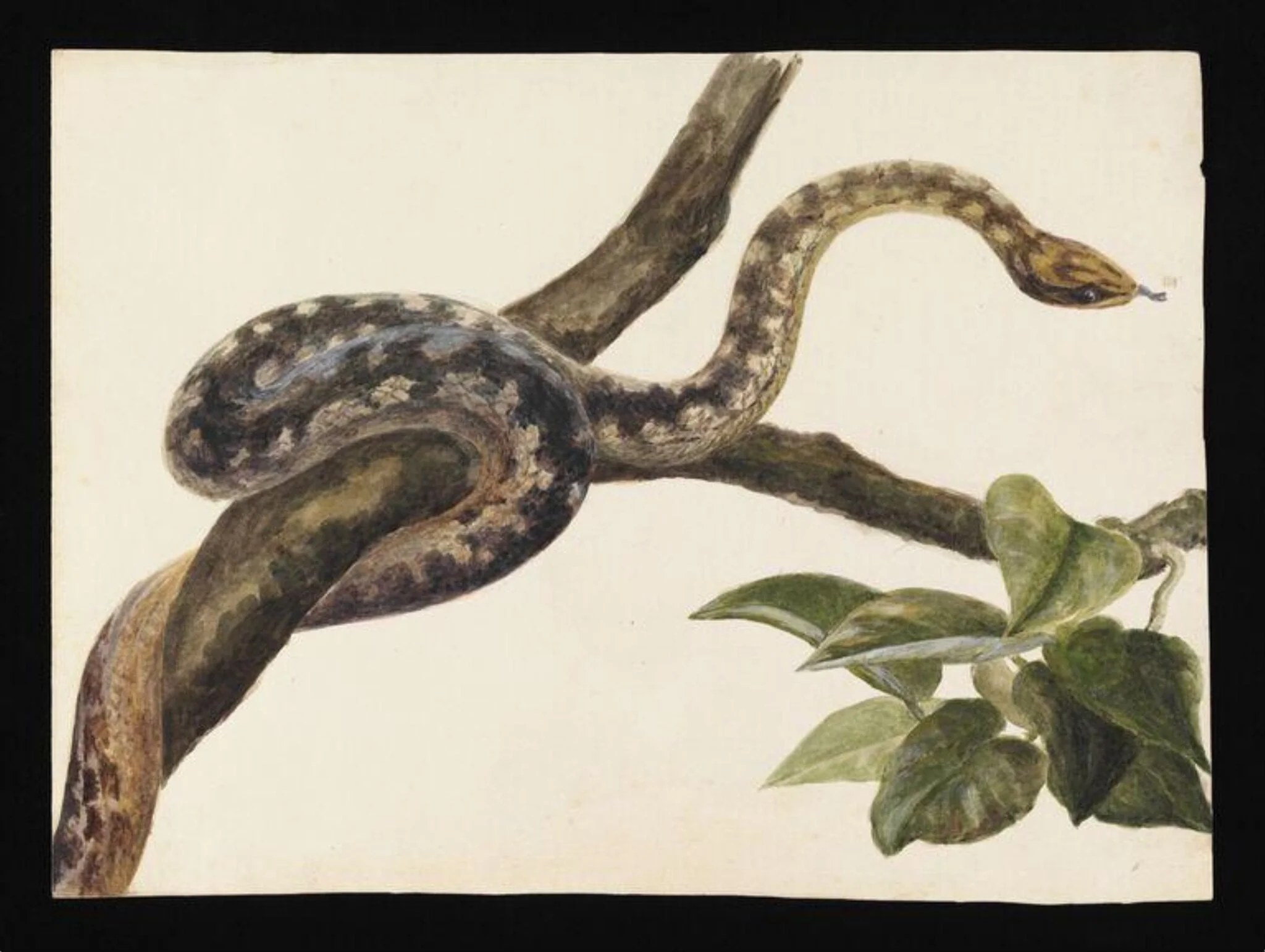 Study of a snake