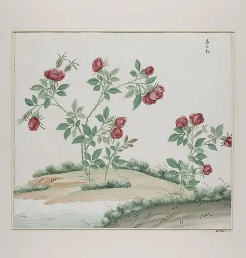 Fan mei gui
