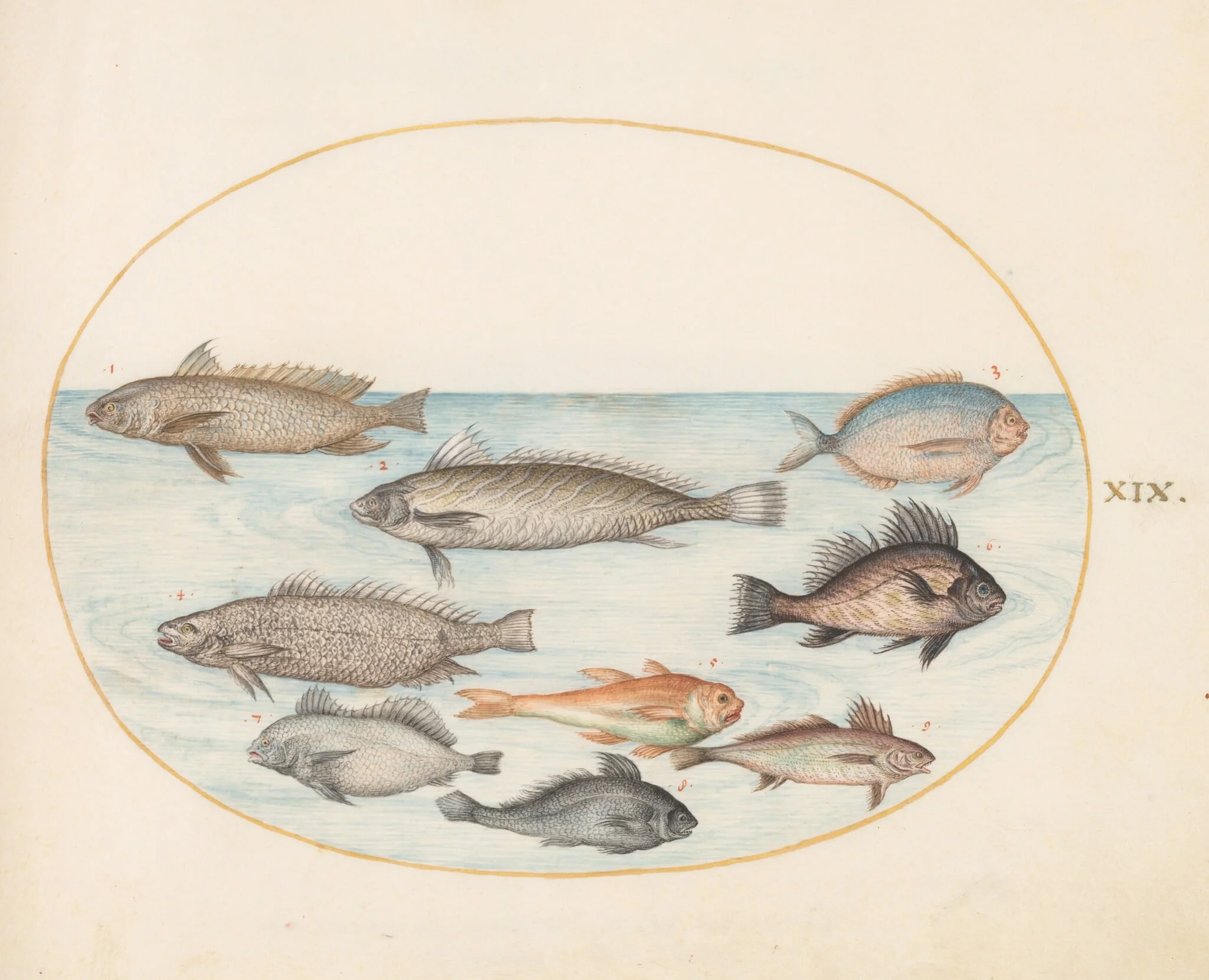 Plate 19: A Damselfish and Other Fish, Including Two "Coracinis", by Joris Hoefnagel, gouache, 1594