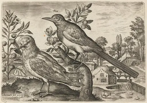 Magpie and Another Bird