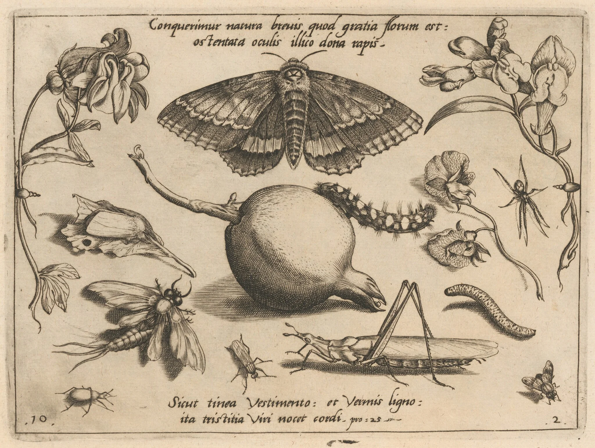 Archetypa studiaque patris Georgii Hoefnagelii [Part 2, Plate 10], by Jacob Hoefnagel, ink, 1592