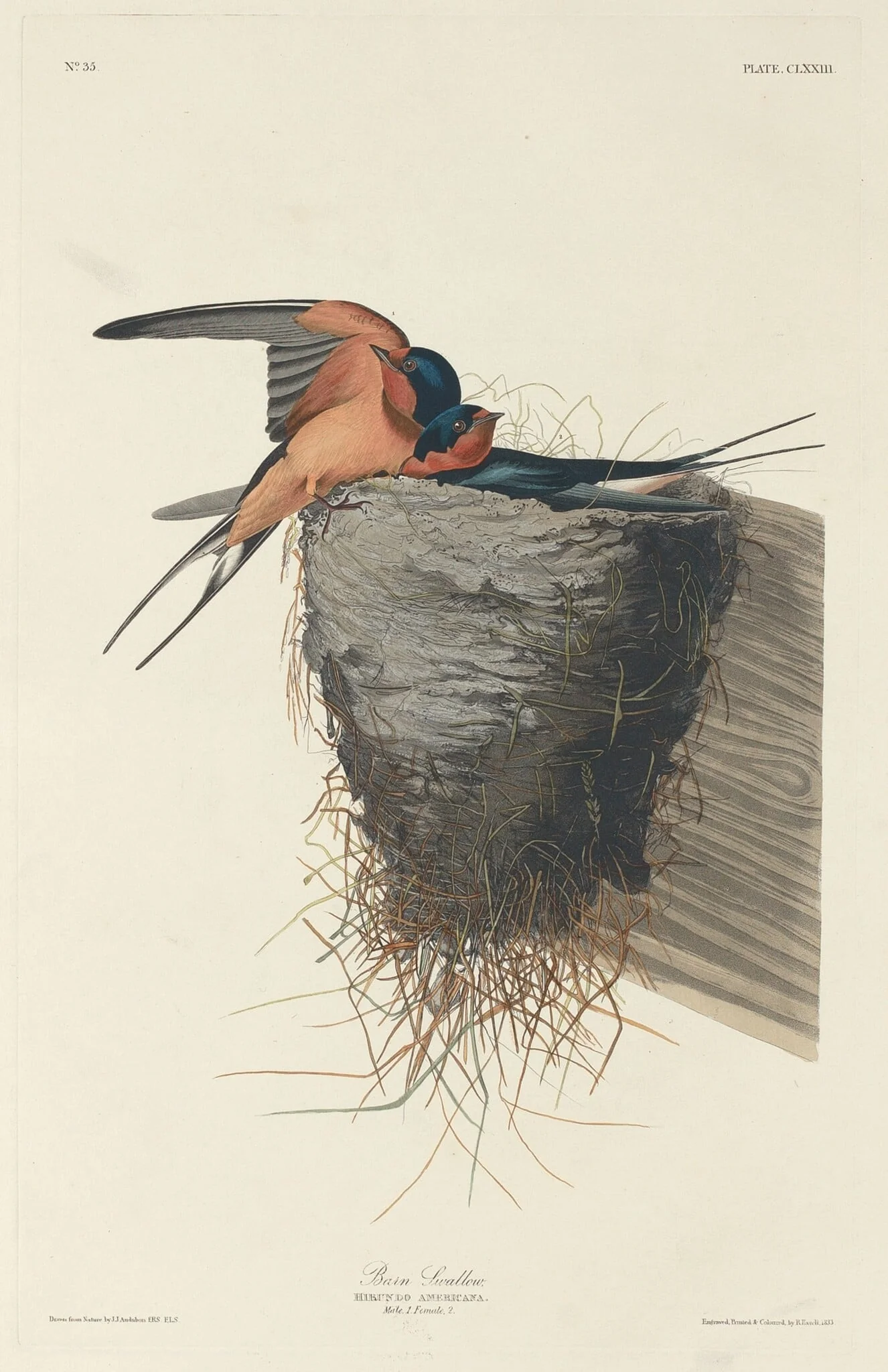 Barn Swallow, by Robert Havell Jr., ink, 1833