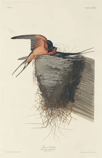 Barn Swallow