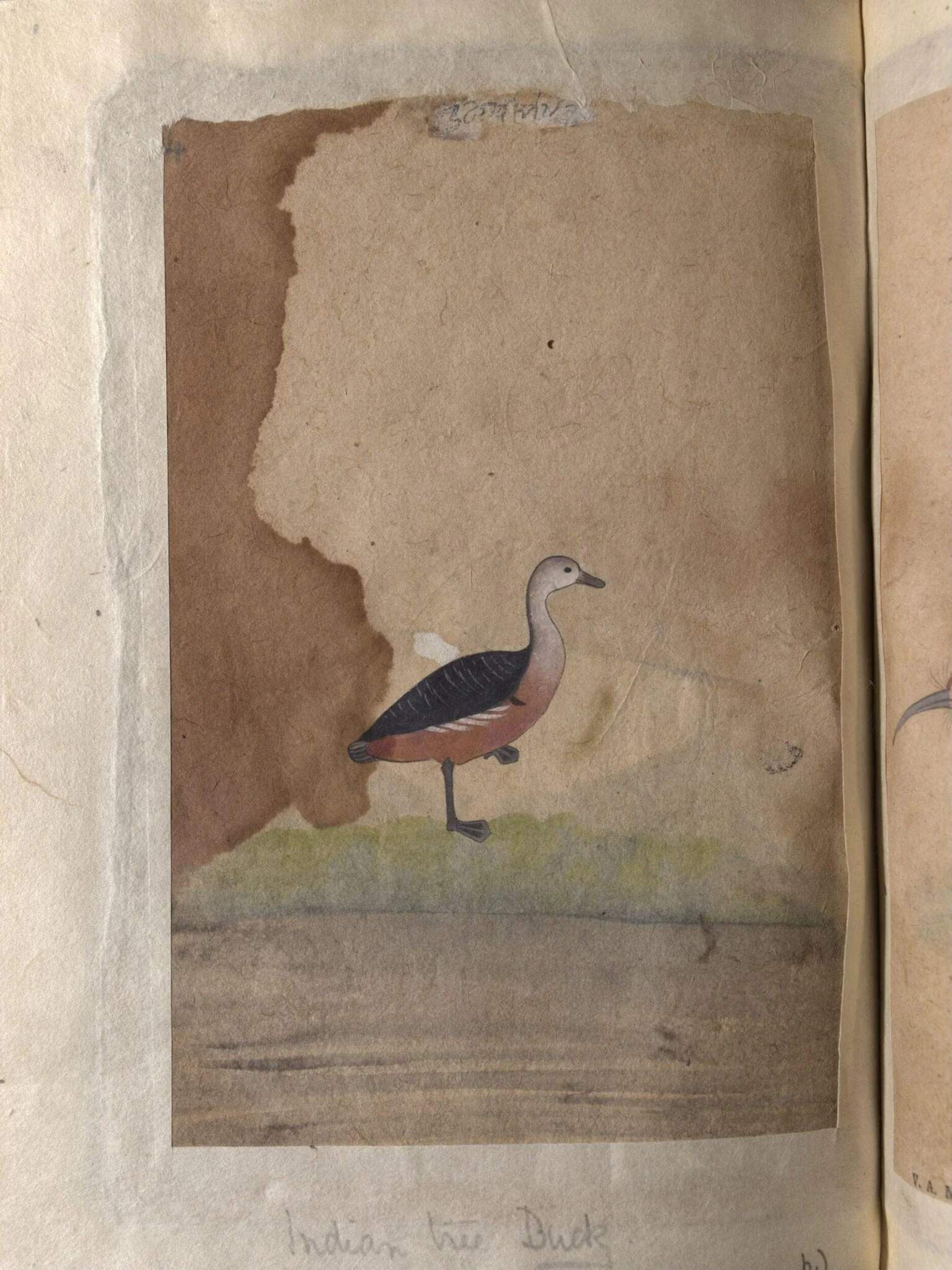 Depictions of a spot-bill duck and an Indian tree duck of Northern India, by Unknown, paint, 1820
