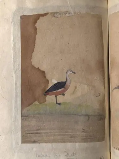 Depictions of a spot-bill duck and an Indian tree duck of Northern India