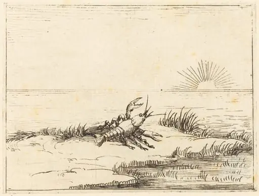 Crayfish Looking at the Sun