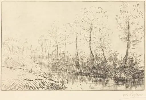 Birch Trees: Water's Edge Seen in Morning Light (Les bouleaux: Bord de l'eau, effet du matin