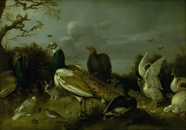 Peacocks, Ducks and other Animals