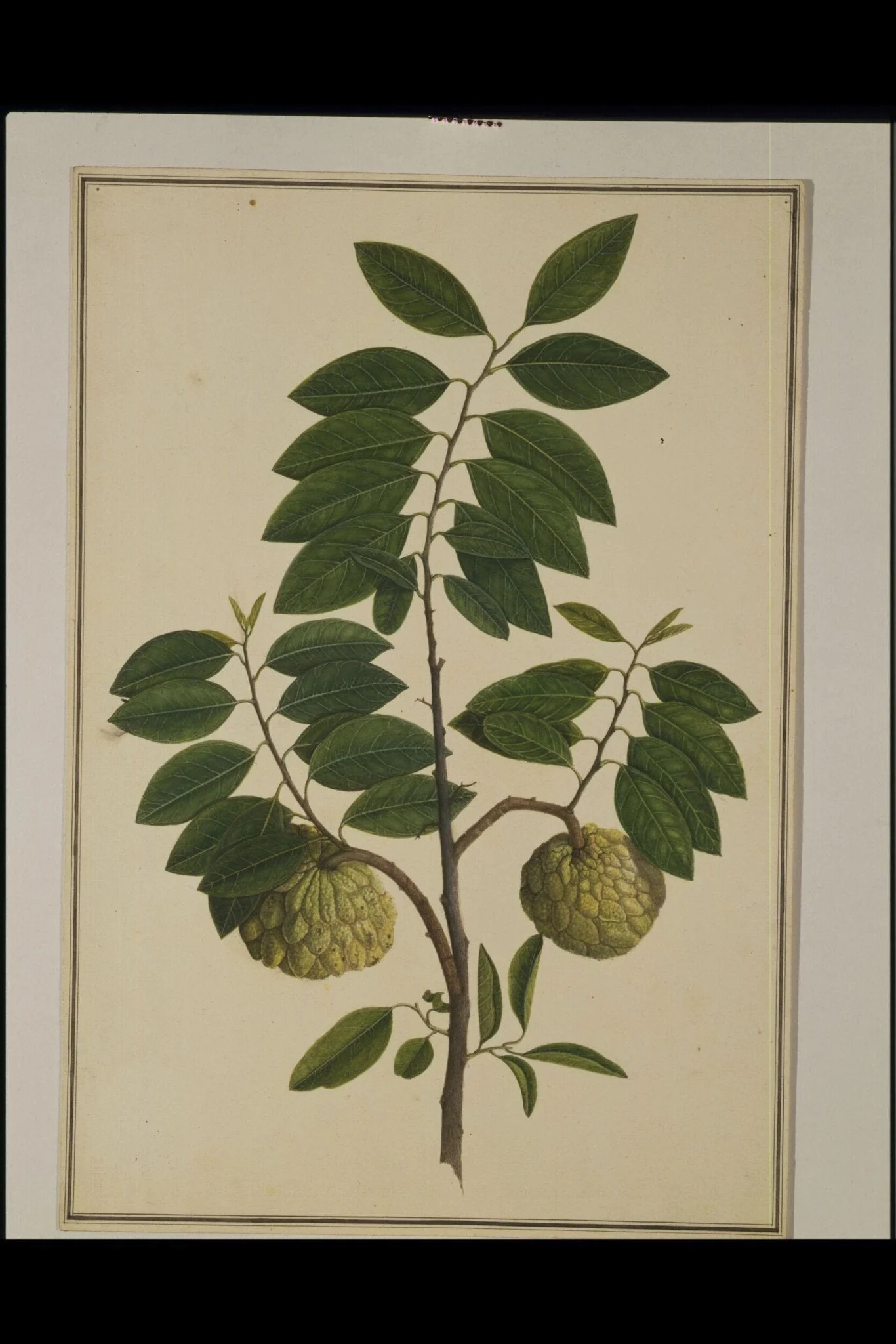 Custard-apple plant, by Unknown, paint, 1785