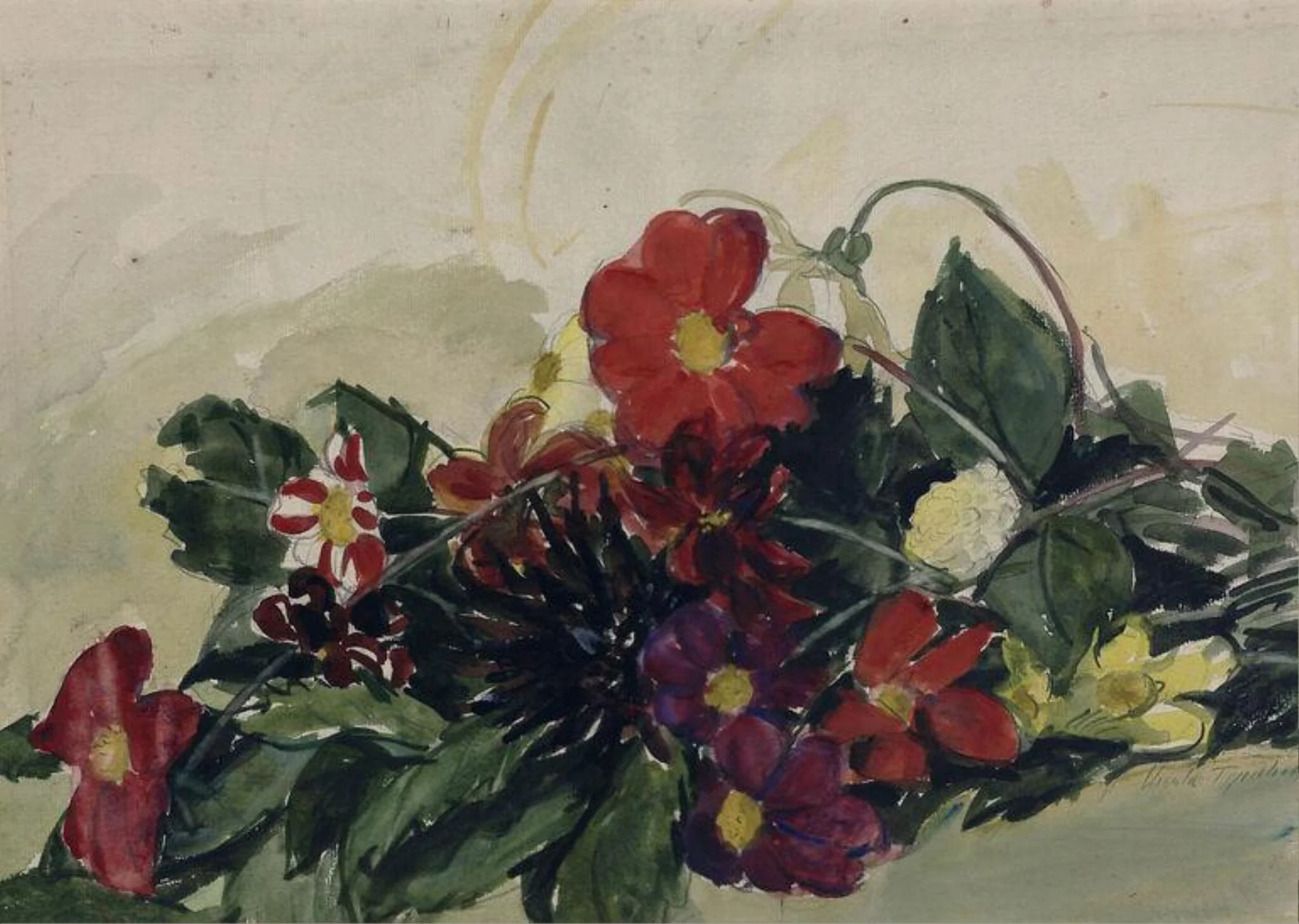 Single Dahlias
