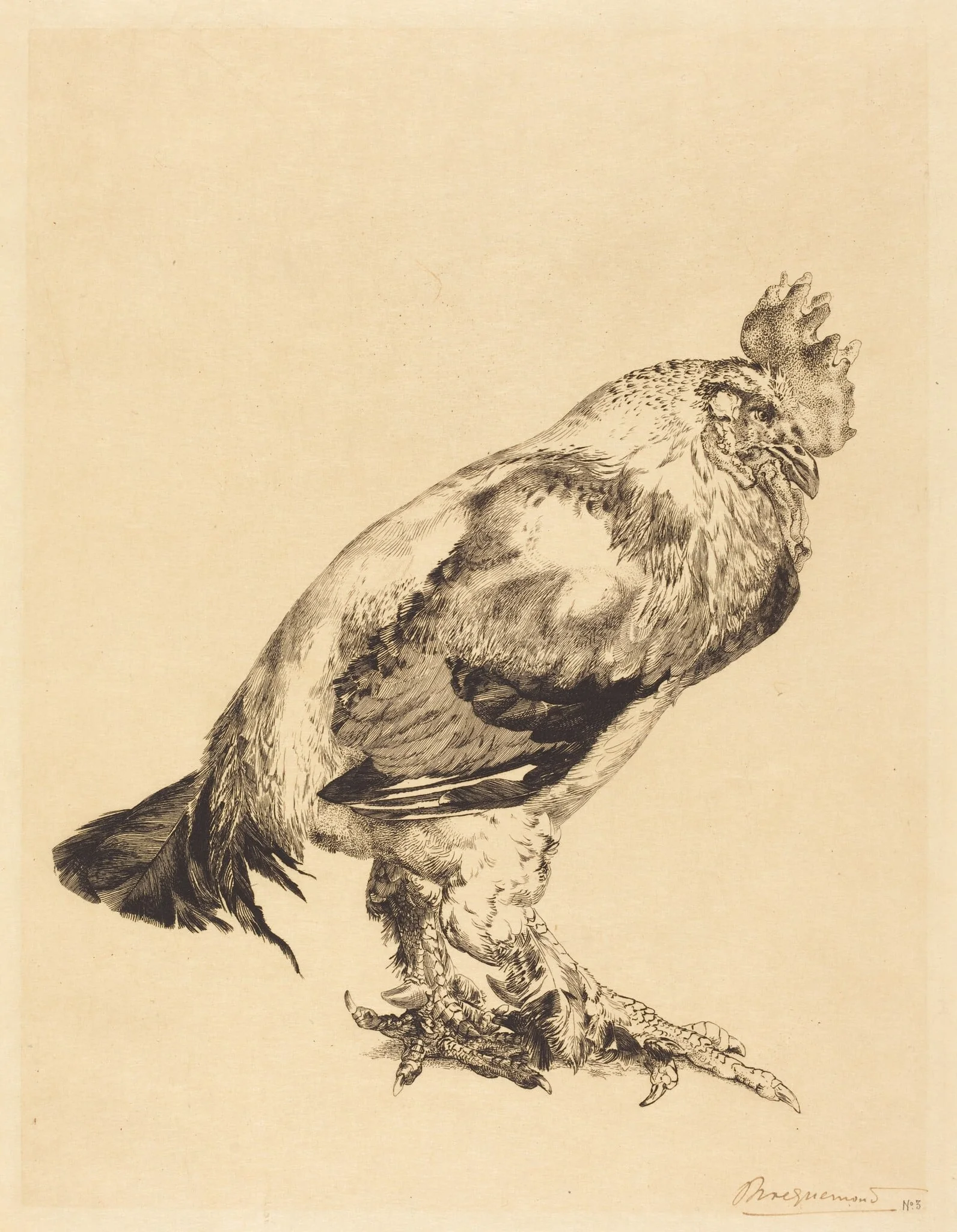 The Old Cock