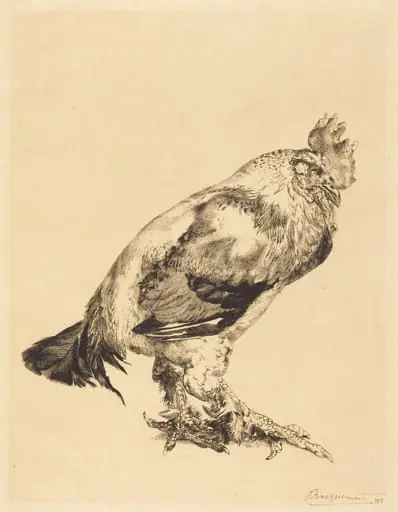 The Old Cock