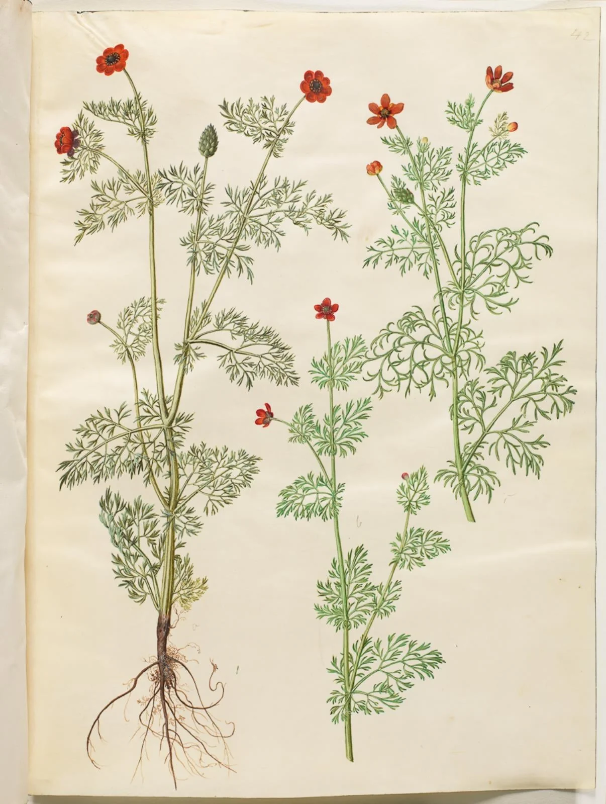 Adonis annua (høst-adonis); Adonis aestivalis (sommer-adonis), by Unknown, unspecified, 1654