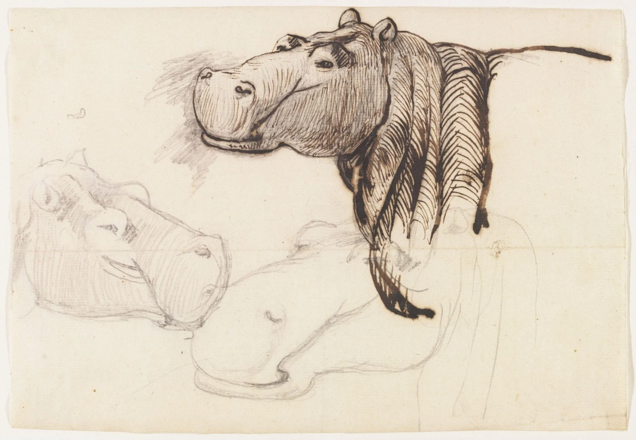 Study of a Hippopotamus, head and shoulders