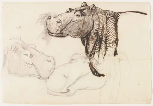 Study of a Hippopotamus, head and shoulders