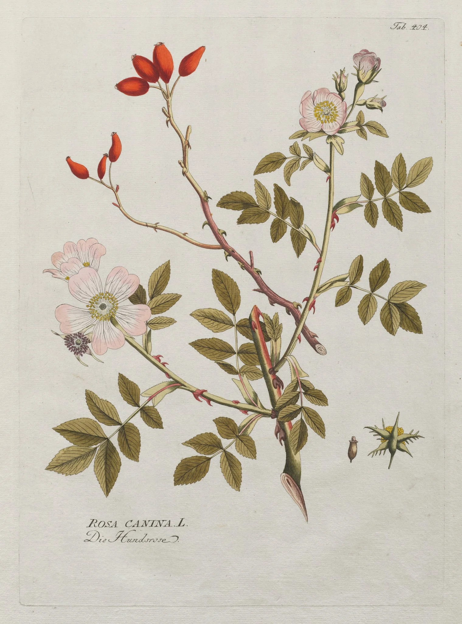 Icones Plantarum Medicinalium:  Dog Rose