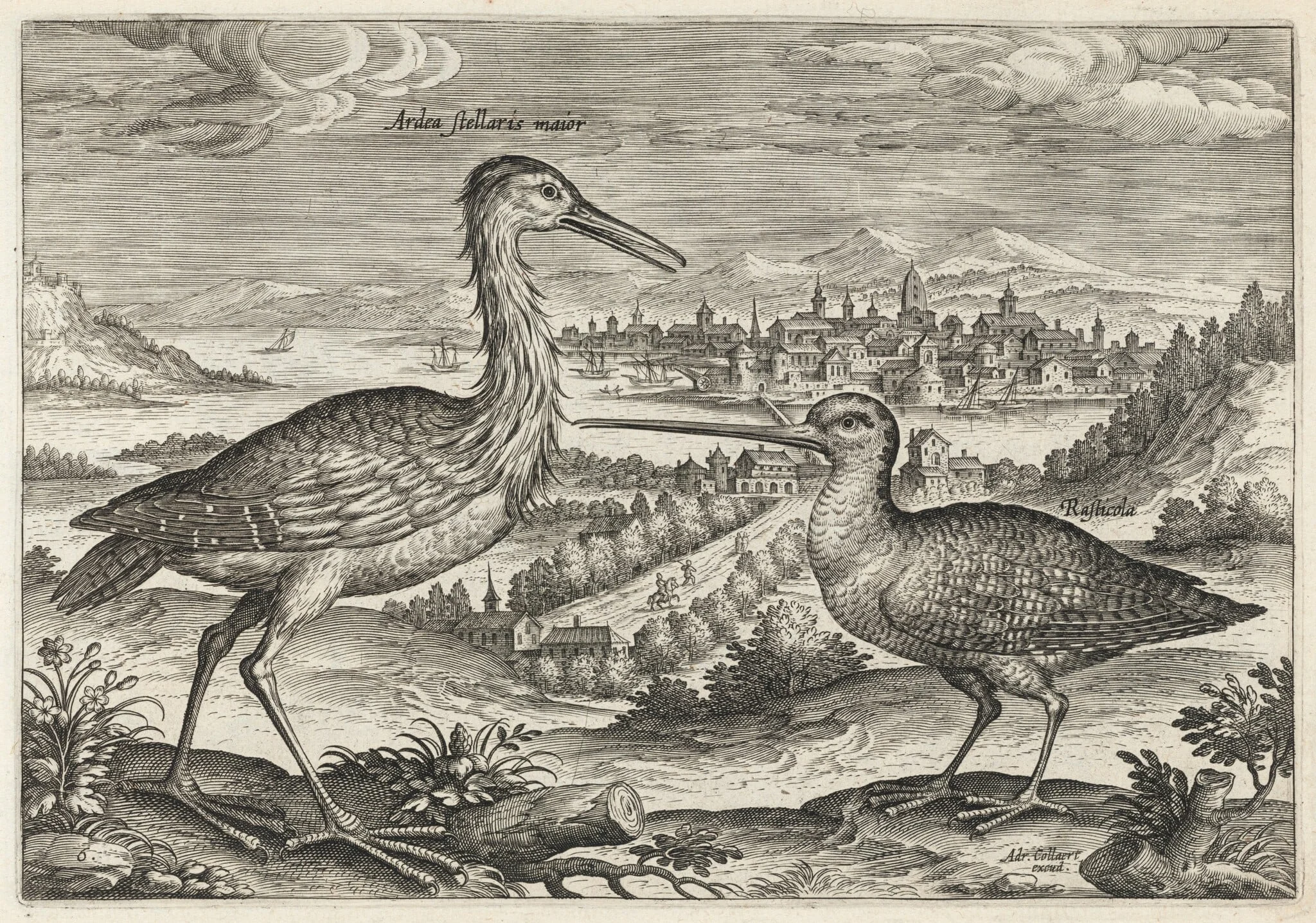 Heron and Snipe