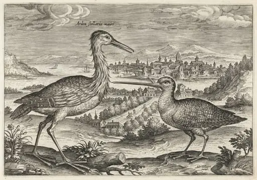 Heron and Snipe