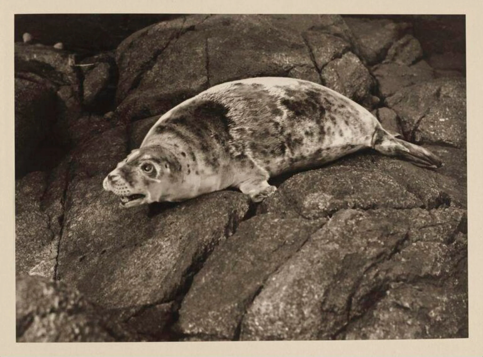 Great Grey Seal, by Zoological Photographic Club, photographic
