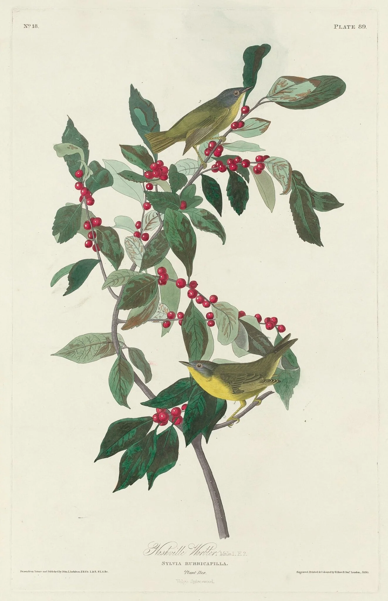 Nashville Warbler, by Robert Havell Jr., ink, 1830