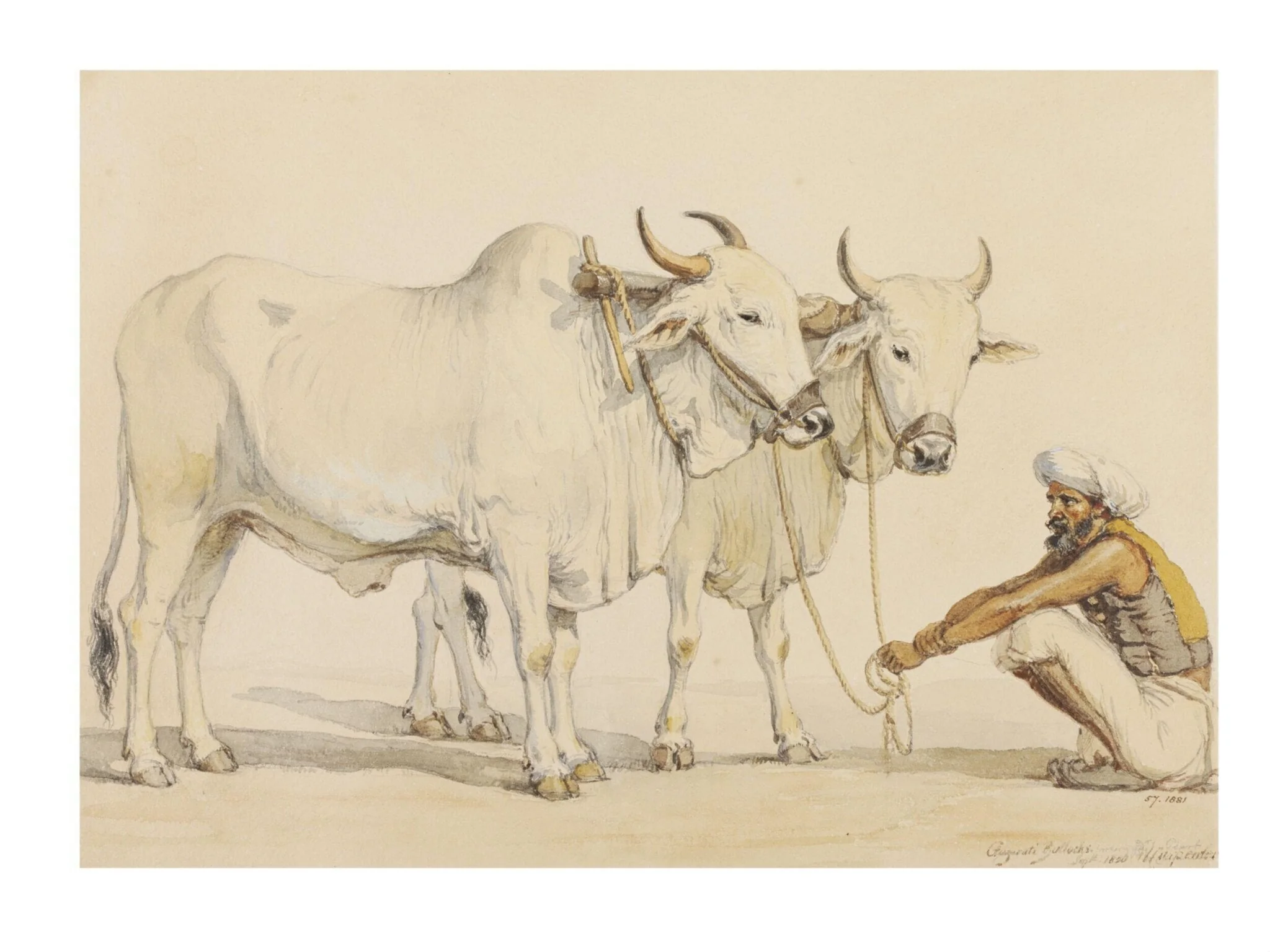 Two harnessed bullocks from Gujarat with their keeper, by William Carpenter, paint, 1850