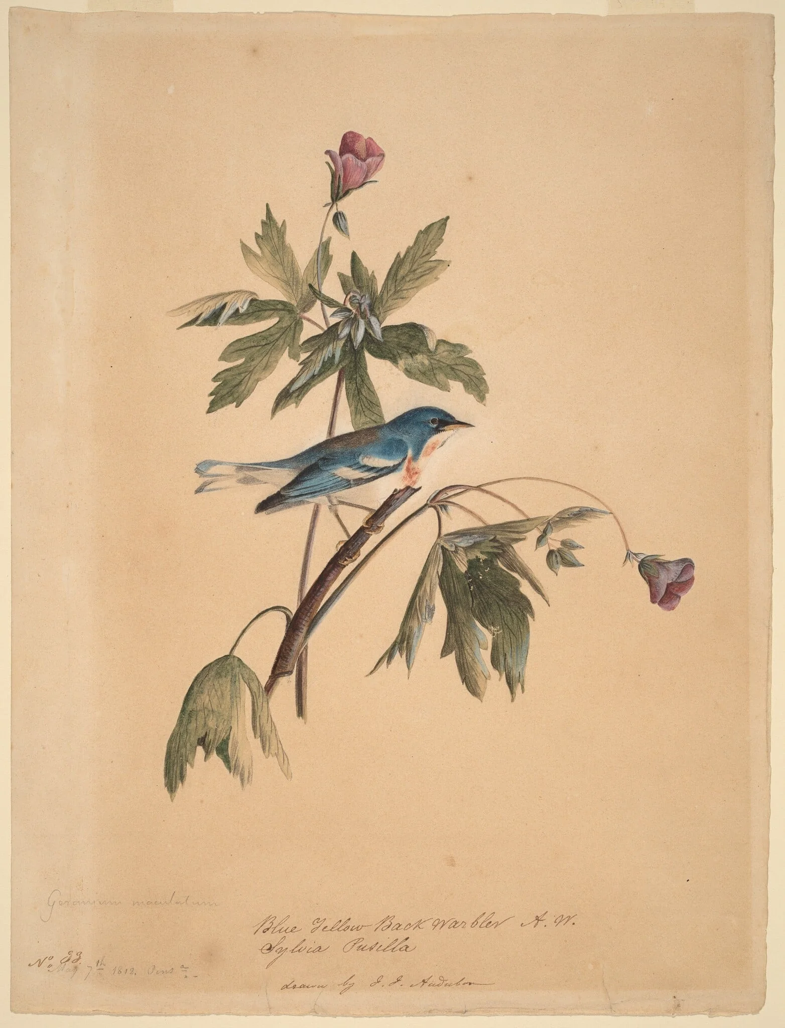 Blue Yellow Back Warbler, by John James Audubon, gouache, 1812