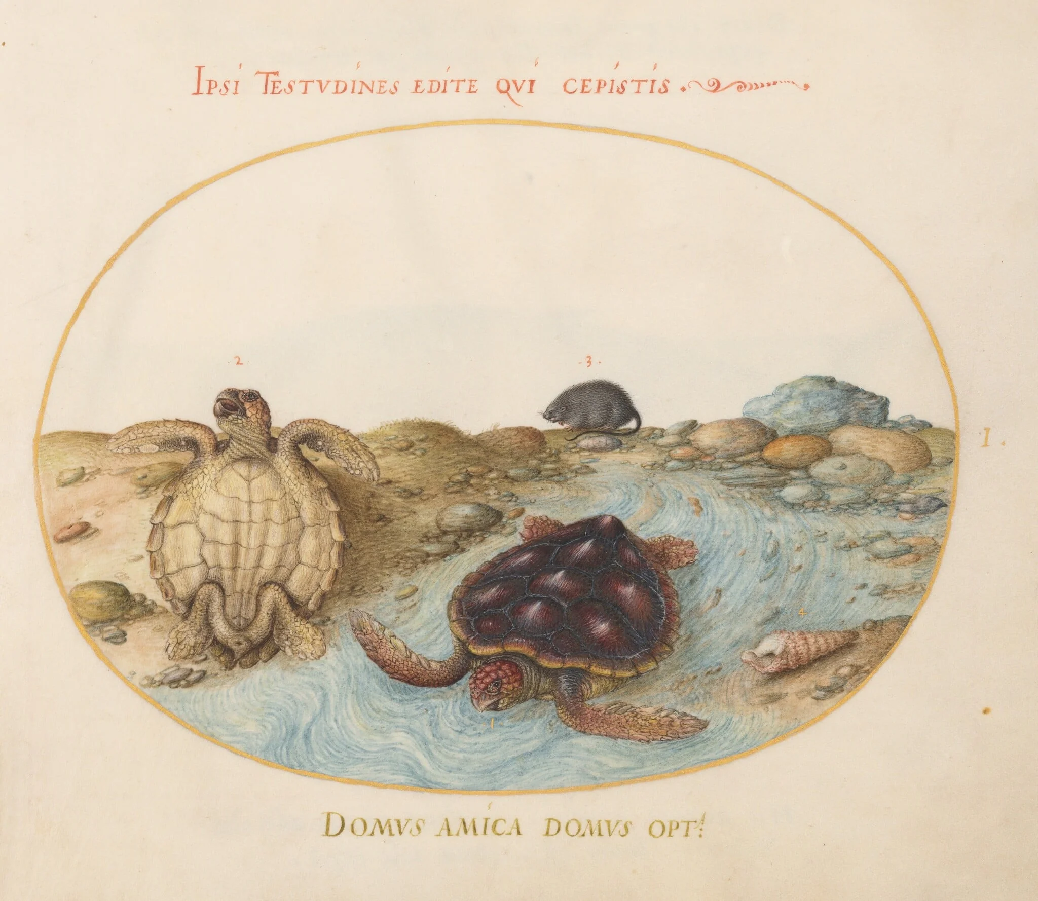 Plate 1: Two Loggerhead or Green Sea Turtles, a Muskrat, and Shells, by Joris Hoefnagel, gouache, 1594