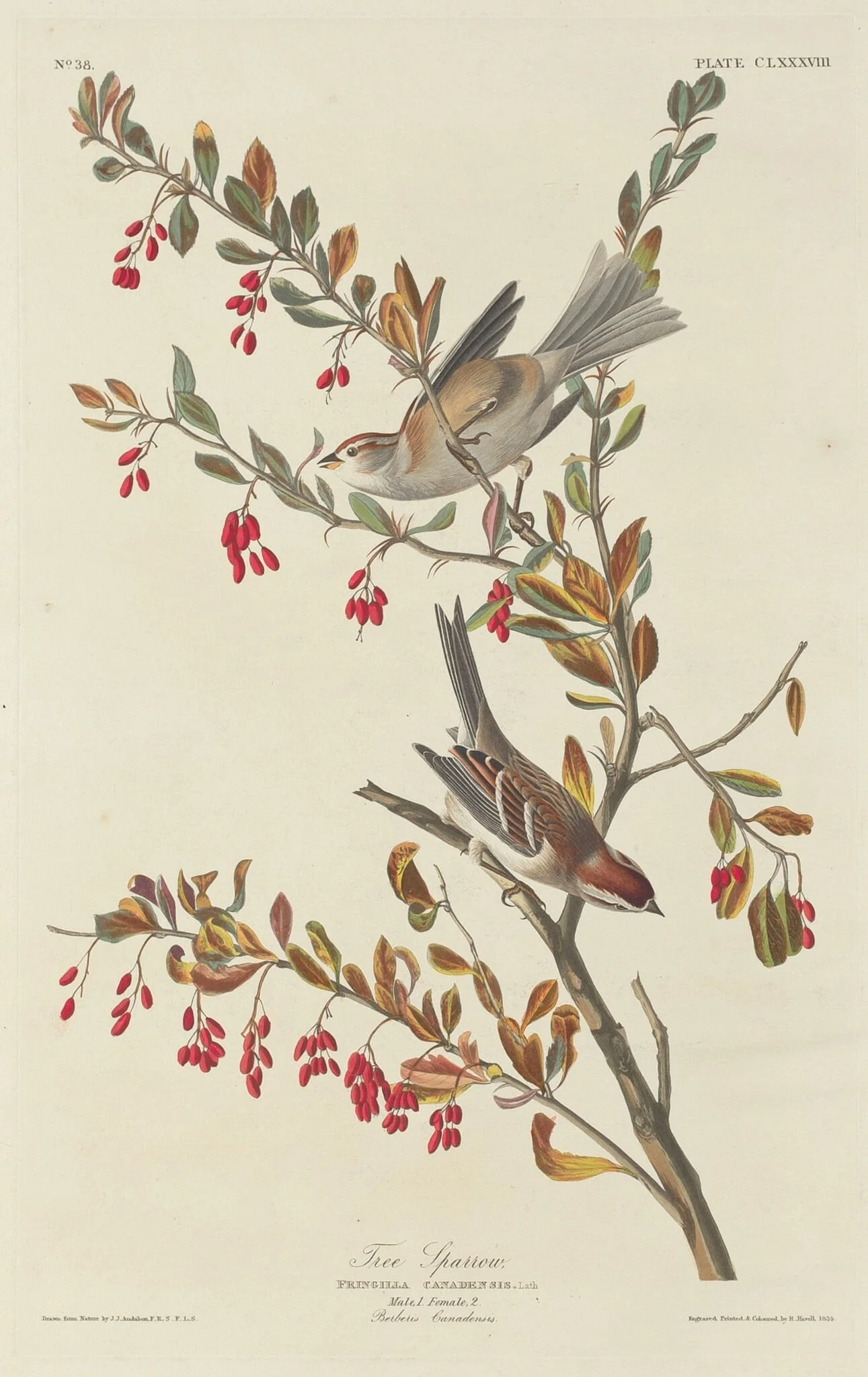 Tree Sparrow