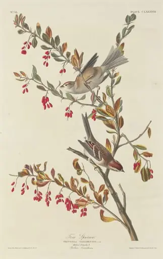 Tree Sparrow