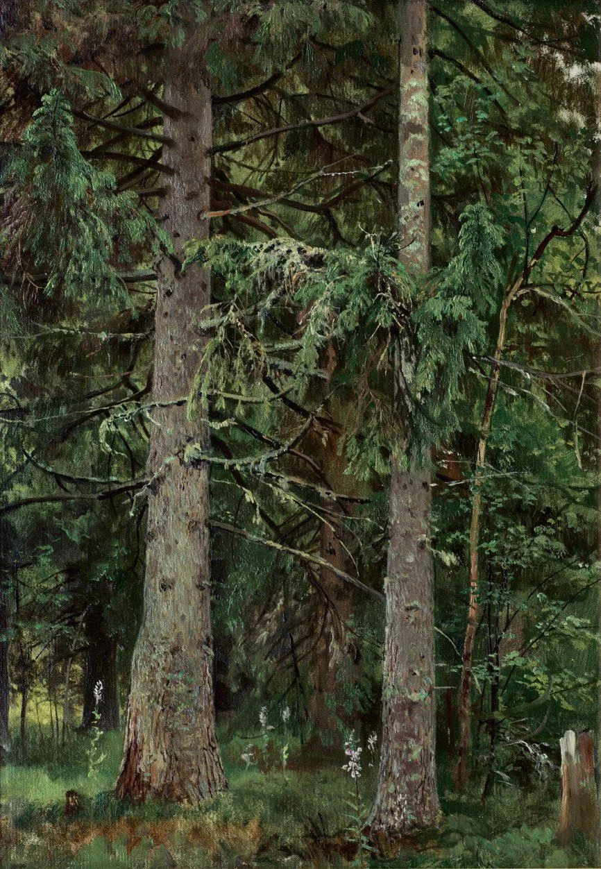 Spruce forest
