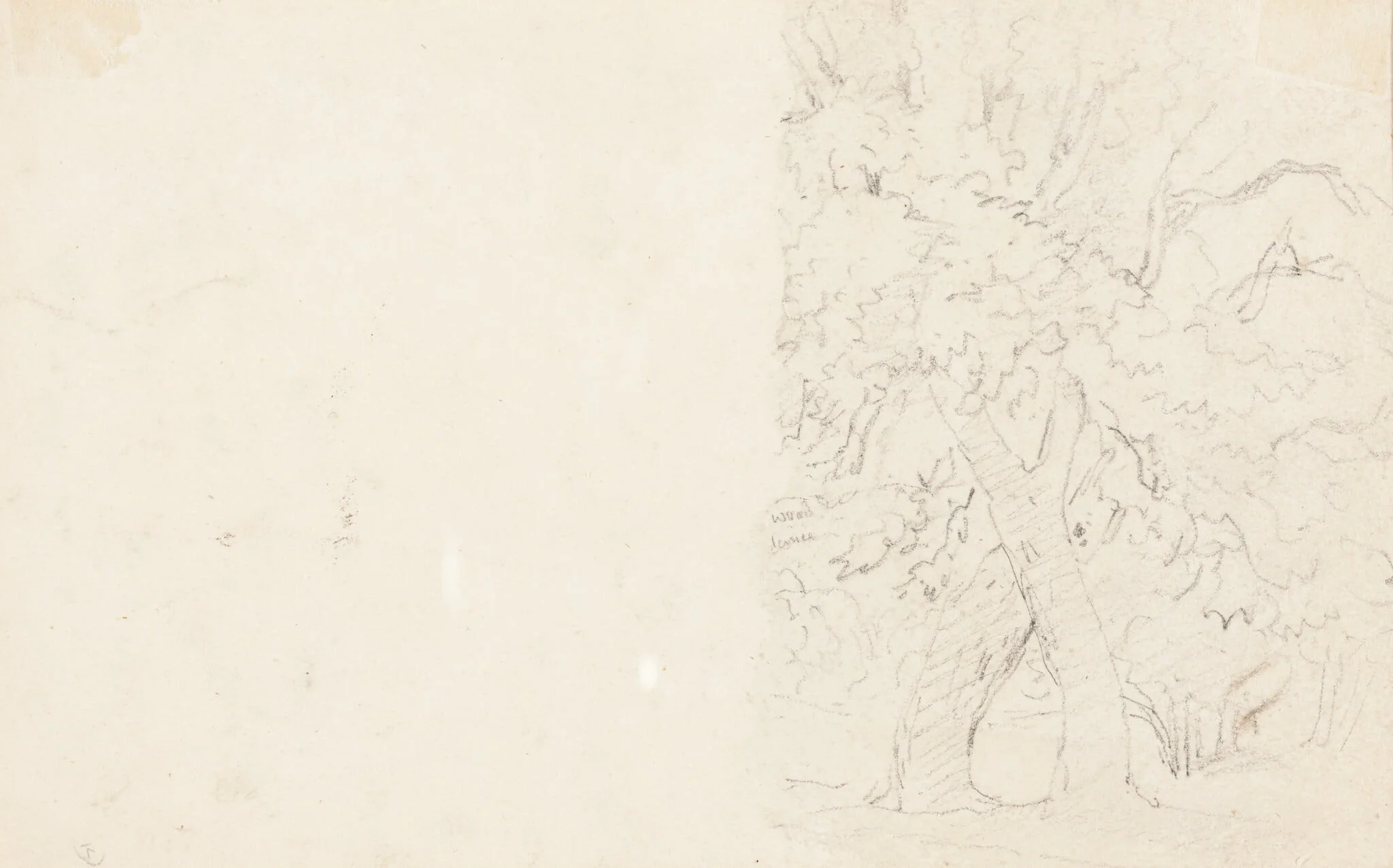 Trees [verso]